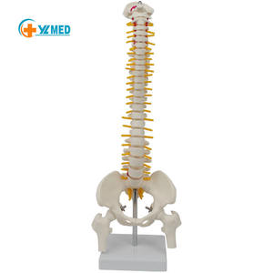 <span class=keywords><strong>Model</strong></span> Anatomi Tulang Belakang Manusia Ukuran Asli untuk Ilmu Kedokteran, <span class=keywords><strong>Model</strong></span> Anatomi Tulang Belakang Medis - Product Image 1