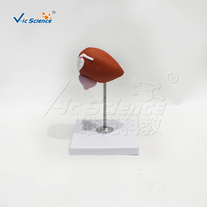 Modèle de vessie humaine grandeur nature haute simulation avec prostate pour la recherche en <span class=keywords><strong>urologie</strong></span> des écoles de médecine et laboratoires CE/ISO/ROHS/CNAS - Product Image 6