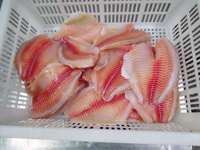Filets de Tilapia de bonne qualité, taille 3-5 OZ, surgelés, avec prix compétitif et approvisionnement stable