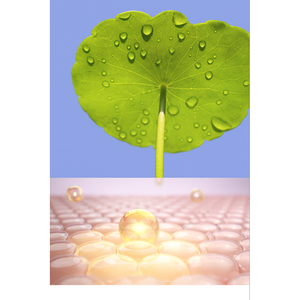 โฟมล้างหน้าใบบัวบก - ทำความสะอาดผิวอย่างอ่อนโยน ปลอบประโลมและปรับสมดุล เหมาะสำหรับผิวแพ้ง่าย ขจัดสิ่งสกปรกโดยไม่ทำให้ผิวแห้งตึง - Product Image 6