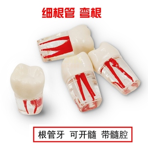 Modelos <span class=keywords><strong>de</strong></span> Maniquíes para Prácticas <span class=keywords><strong>de</strong></span> Endodoncia, Entrenamiento Dental, Educación y Estudio - Product Image 6