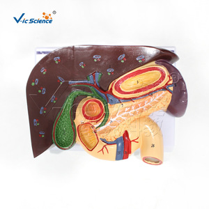 Modèle d'organes abdominaux humains ; modèle anatomique du foie, de la vésicule biliaire, du pancréas, de l'estomac et du duodénum ; aide pédagogique détachable. - Product Image 3