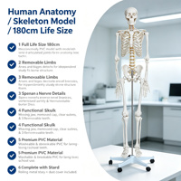 Modèle de squelette humain grandeur nature économique 180 cm en PVC avec articulations articulées pour l'enseignement médical CE ISO ROHS CNAS