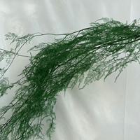 Fougère Plumosa Séchée Naturelle, Feuille Décorative Verte pour Bouquet et Décoration de Fête, OEM