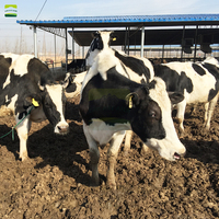 Solution complète pour ferme laitière de 500 vaches, incluant un refroidisseur d'air évaporatif, un réservoir à lait en acier inoxydable et des abreuvoirs pour vaches.