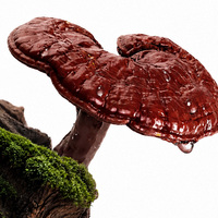 Poudre d'extrait de Ganoderma Lucidum de haute qualité, Ganoderma Lucidum Lingzhi avec informations de confirmation spécifiées sur la qualité
