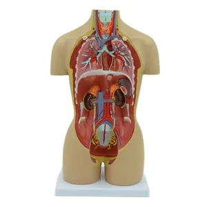 生产批发16个零件 (解剖模型) 45厘米双性别解剖人体躯干模型