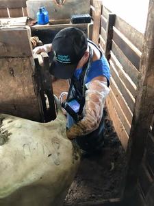 Ecógrafo Veterinario Económico para Pruebas <span class=keywords><strong>de</strong></span> <span class=keywords><strong>Embarazo</strong></span> en Cerdas, Ovejas y Ganado, con Sonda Mecánica - Product Image 6