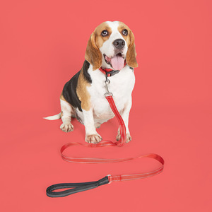 <span class=keywords><strong>Collar</strong></span> de perro reflectante de nailon de seguridad de estilo moderno en stock listo con anillo de tracción de aleación <span class=keywords><strong>Collar</strong></span> de perro resistente <span class=keywords><strong>Collar</strong></span> de perro de nailon - Product Image 3