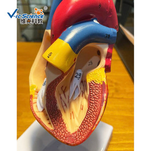 Modèle d'anatomie cardiaque (avec version numérique) - Conception détachable - Modèle biomédical - Product Image 2