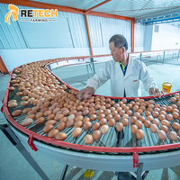Équipement de cage en batterie automatique de type H de haute qualité pour 30 000 poulets pondeuses en ferme avicole au Nigeria
