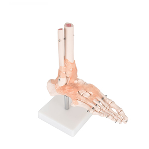 Cuộc Sống Kích Thước Mô Hình Bộ Xương Con Người Đầu Gối Vai Khuỷu Tay Tay Chân <span class=keywords><strong>Hip</strong></span> Mô Hình Khớp Cho Y Tế Khoa Học - Product Image 3