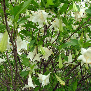 Высококачественный Экстракт Природы, экстракт коры Hintonia Latiflora, порошок - Product Image 2