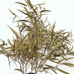 Suministro <span class=keywords><strong>de</strong></span> fábrica, venta al por mayor, eucalipto preservado, semillas <span class=keywords><strong>de</strong></span> sauce, eucalipto, eucalipto seco <span class=keywords><strong>de</strong></span> tacto real - Product Image 2
