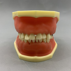 Modèle pour la démonstration et la pratique de la mise à l'échelle du calcul pathologique parodontal - Product Image 2