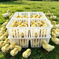 Boîtes de transport pour poussins d'un jour, caisses en plastique pour poussins, capacité de 80 pièces, longue durée de vie, HuiJu HJ-DN021