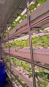 Étagère de plantation hydroponique Ferme verticale d'intérieur CEA <span class=keywords><strong>petite</strong></span> serre Table de culture Fruits verts à feuilles Légumes Usine de plantes - Product Image 5