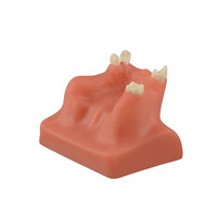 Modèle de pratique de placement d'implant de levage de sinus dentaire B modèle de formation d'implant de base pratique gencives molles dent de formation dentaire