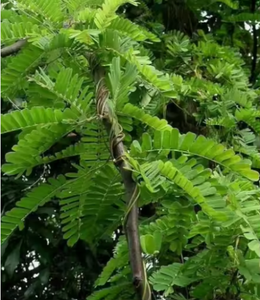 Fabriek Groothandel Levering Gratis Monster <span class=keywords><strong>Abrus</strong></span> Cantoniensis Hance Kruid <span class=keywords><strong>Extract</strong></span> 10:1 Poeder Kanton <span class=keywords><strong>Abrus</strong></span> Kruidenpoeder In Food Grade - Product Image 5