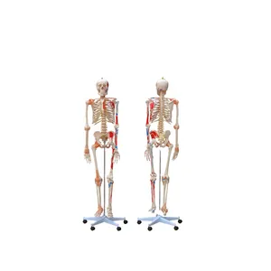 Скелет с мышцами и связками высотой 168 см