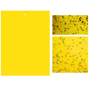 2024 yeni toksik olmayan ve kokusuz çift taraflı sarı yapışkan tuzaklar meyve sinek ve mantar gnat tuzakları katil - Product Image 5