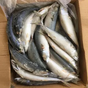 Peixe mackerel redondo para captura marítima, chupeta congelada iqf/bqf