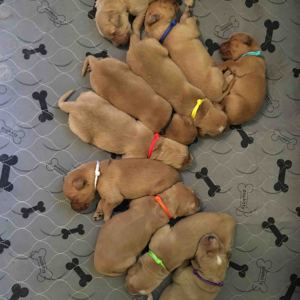 <span class=keywords><strong>Collar</strong></span> ajustable de nailon para gatos y cachorros, <span class=keywords><strong>Collar</strong></span> de identificación de perro pequeño a granel personalizado, liberación rápida, arena para mascotas recién nacidas, identificación en blanco - Product Image 2