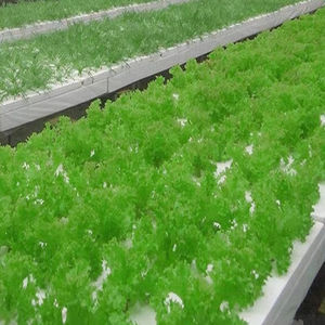 Panneau <span class=keywords><strong>de</strong></span> polystyrène XPS pour <span class=keywords><strong>la</strong></span> culture <span class=keywords><strong>de</strong></span> plantes hydroponiques plaque flottante pour <span class=keywords><strong>la</strong></span> laitue et les légumes dans les serres mousse <span class=keywords><strong>de</strong></span> plantation DWC - Product Image 4