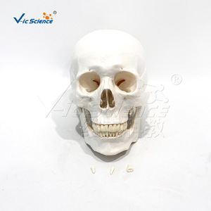 VIC-190071 Modèle de crâne adulte naturel avec 3 dents amovibles (squelette) - Product Image 1