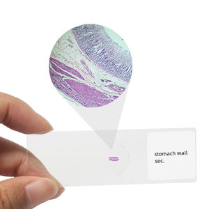 Magen wand Sec. Medical Slide Laboratory Lehr forschung Human histologie Mikroskop Vorbereitete Objektträger - Product Image 2