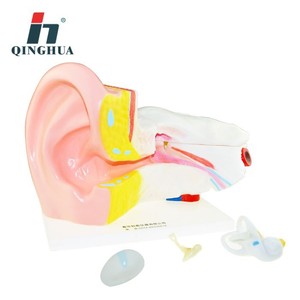 Modelo Anatómico de Oído Qinghua, Modelo de Estructura del Oído Humano, Ampliación 6x, para Educación Biológica y Médica - Product Image 4