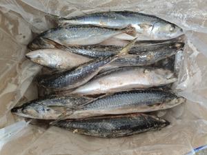 حبار مجمد من جنوب المحيط الهادئ 500-700 جرام كامل الحجم بمعايير تجارية - Product Image 4