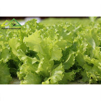 Grand système hydroponique intelligent flottant très demandé |   Production de légumes-feuilles et d'herbes aromatiques de précision gérée par l'IA en serre