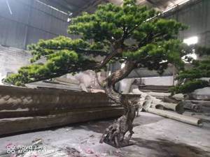 Custom 100% hecho a mano 3M * 2M gran bonsái árbol artificial verde ciprés Pino árbol para la decoración interior del hogar - Product Image 3
