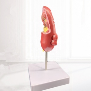 Modelo de Disección de Cavidad Nasal, Maniquí de Tamaño Real, PVC Avanzado con Tacto Realista, Modelo de Entrenamiento Médico - Product Image 4