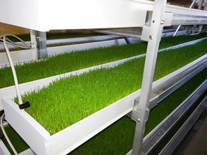 Sistema di coltivazione idroponica interna areoponica Microgreens semi di grano in PVC sistema di foraggio - Product Image 6