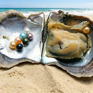 <span class=keywords><strong>Perlas</strong></span> de Ostra Akoya Genuinas envasadas al Vacío, <span class=keywords><strong>Perlas</strong></span> Crudas para Decoración de Joyería Artesanal de Alta Gama - Product Image 4