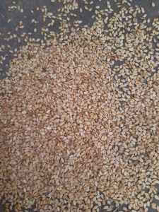 Prêt pour un envoi immédiat de graines de sésame de haute qualité de nos fermes et sous notre surveillance produites en egypte - Product Image 5