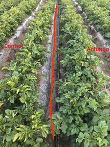 <span class=keywords><strong>Engrais</strong></span> à base d'extrait d'<span class=keywords><strong>algues</strong></span> Ascophyllum Nodosum, extrait d'<span class=keywords><strong>algues</strong></span> favorisant la croissance des cultures, 100% soluble dans l'eau, flocons d'extrait d'<span class=keywords><strong>algues</strong></span> - Product Image 3