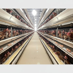 Jaula para pollos de alimentación y limpieza automática Jaula tipo H para capa - Product Image 1