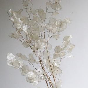 Naturel bouquet de fleurs sèches en gros préservé décoratif vraies fleurs séchées <span class=keywords><strong>lunaria</strong></span> <span class=keywords><strong>annua</strong></span> - Product Image 1