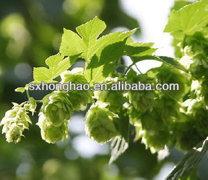 Bubuk Xanthohumol 3% 5% penjualan laris ekstrak bunga Hops ekstrak <span class=keywords><strong>Humulus</strong></span> lupus Xanthohumol ekstrak - Product Image 4