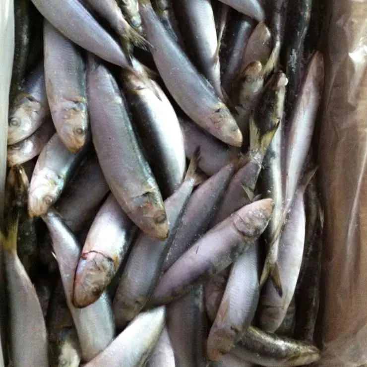 Makanan Ikan Maroko Sardine Kaleng Beku Kualitas Bagus/Kaleng