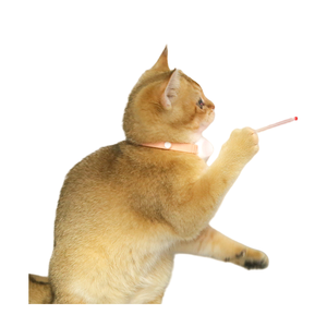 Collier de taquinerie interactif pour chat avec torche laser à lumière LED-Jouet pour animaux de compagnie pour chats et petits animaux Carton - Product Image 1