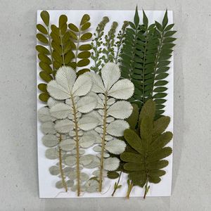 Kit de 15 feuilles <span class=keywords><strong>séchées</strong></span> pressées mixtes pour la création de marque-pages et la décoration de livres, projets scolaires - Product Image 5