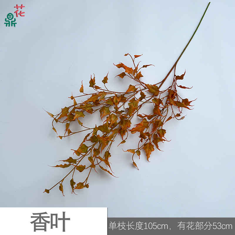 Fragrant leaves y orange
