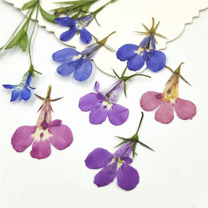 Pack de <span class=keywords><strong>Lobelia</strong></span> Pressée Naturelle pour la Fabrication de Sous-Verres en Résine Époxy, la Création de Bijoux, la Fabrication de Bougies, les Incrustations de Savon et la Décoration Artisanale DIY - Product Image 4