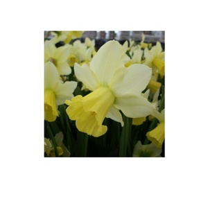 Crea tu fantasía primaveral rural con hermosas flores de <span class=keywords><strong>primavera</strong></span> Colección de bombillas de jardín Kit de flores de jardín - Product Image 1