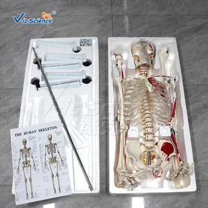 Modelo de Esqueleto Humano de 170 cm con Marcas de Origen e Inserción Muscular, Modelo de Anatomía Ósea de Cuerpo Completo para Enseñanza Médica - Product Image 5