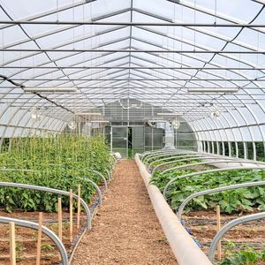 Heavy-Duty PE Film Tunnel <b>Greenhouse</b> | UV Resistant Walk-In for <b>Tomato</b> Crop Vegetable Cultivation Bulk Supply - Product Image 4